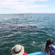 IMG 0001 2 (31)